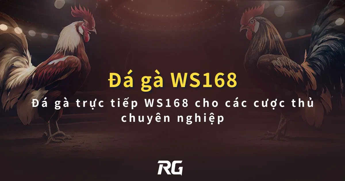 Đá gà WS168 Đá gà trực tiếp WS168 cho các cược thủ chuyên nghiệp